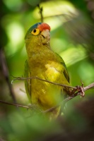 Aratinga oranzovocely - Eupsittula canicularis - Orange-fronted Parakeet o0575